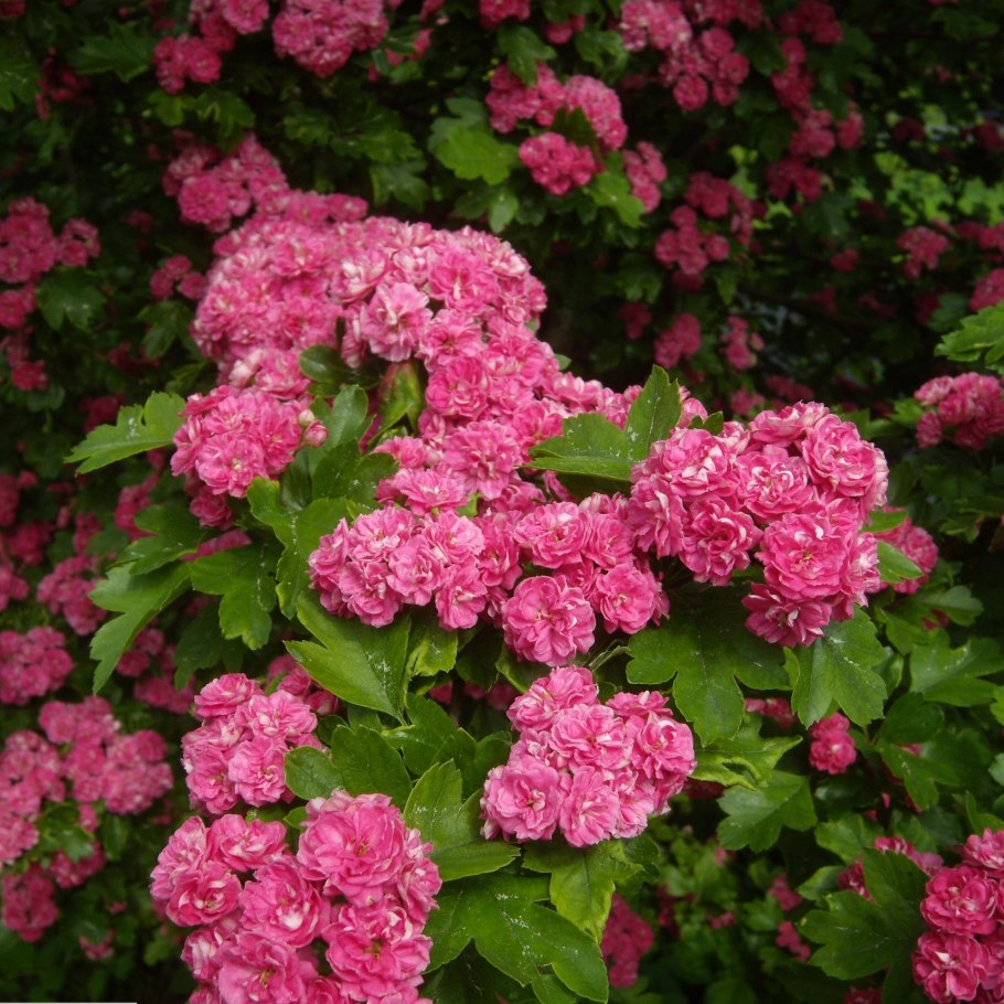 Боярышник обыкновенный Paul Scarlet