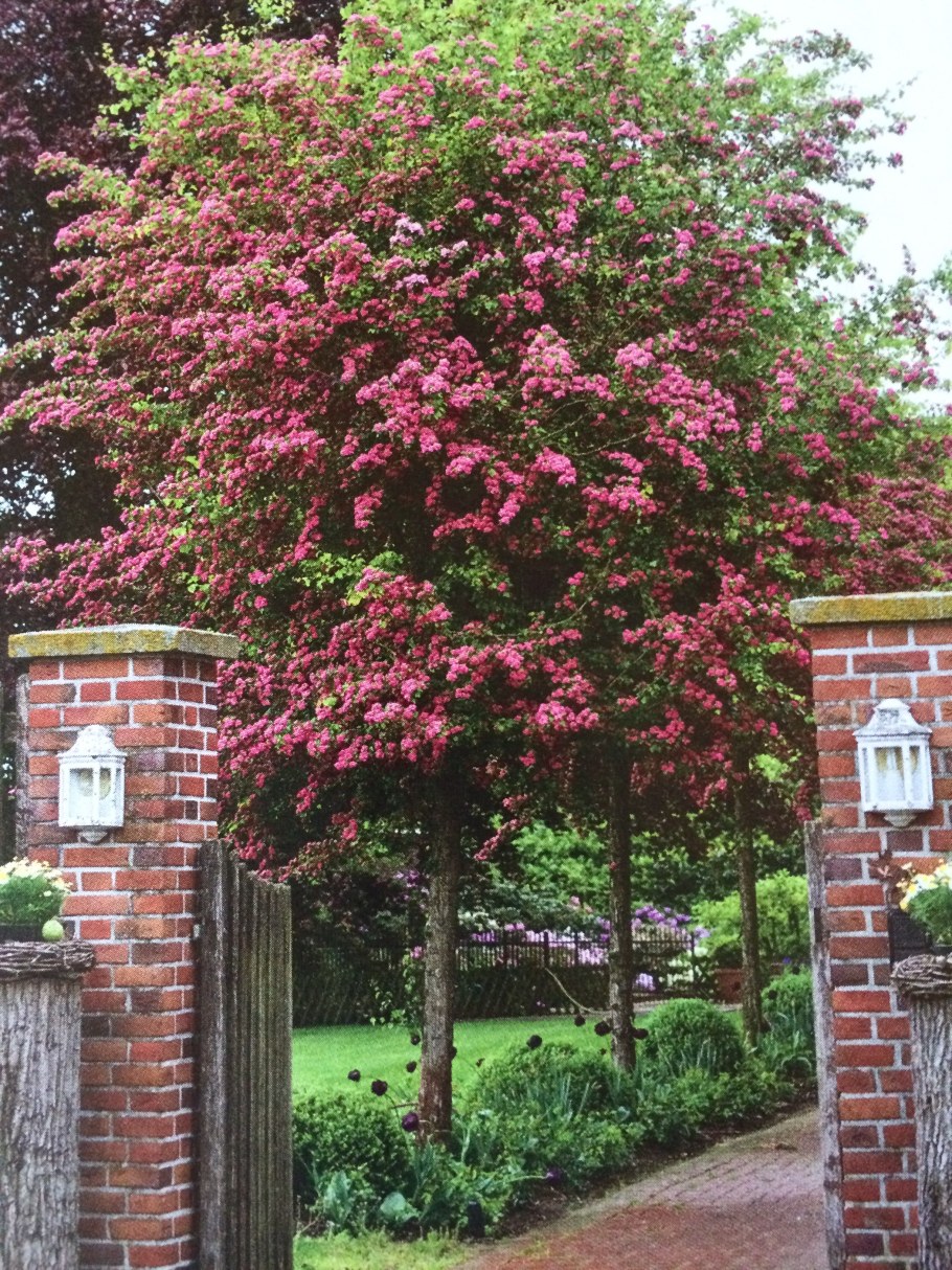 Боярышник Пауль Скарлет