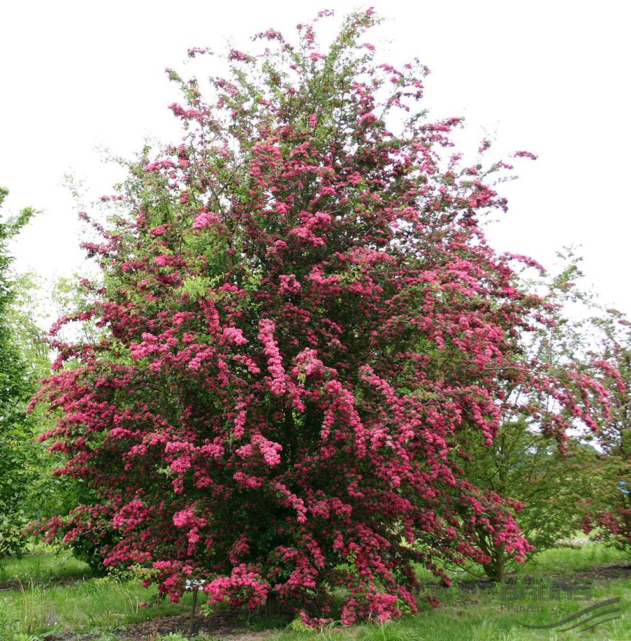 Боярышник декоративный Пауль Скарлет