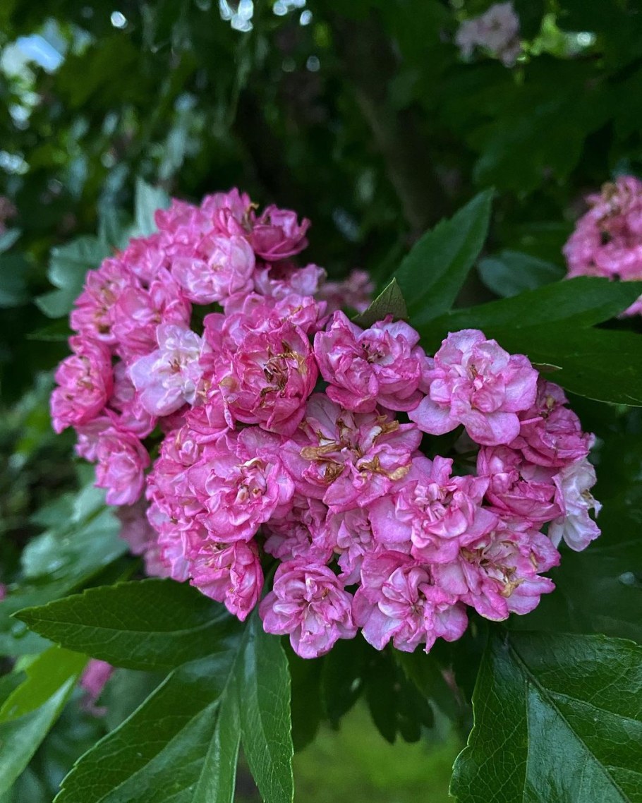 Боярышник Тоба