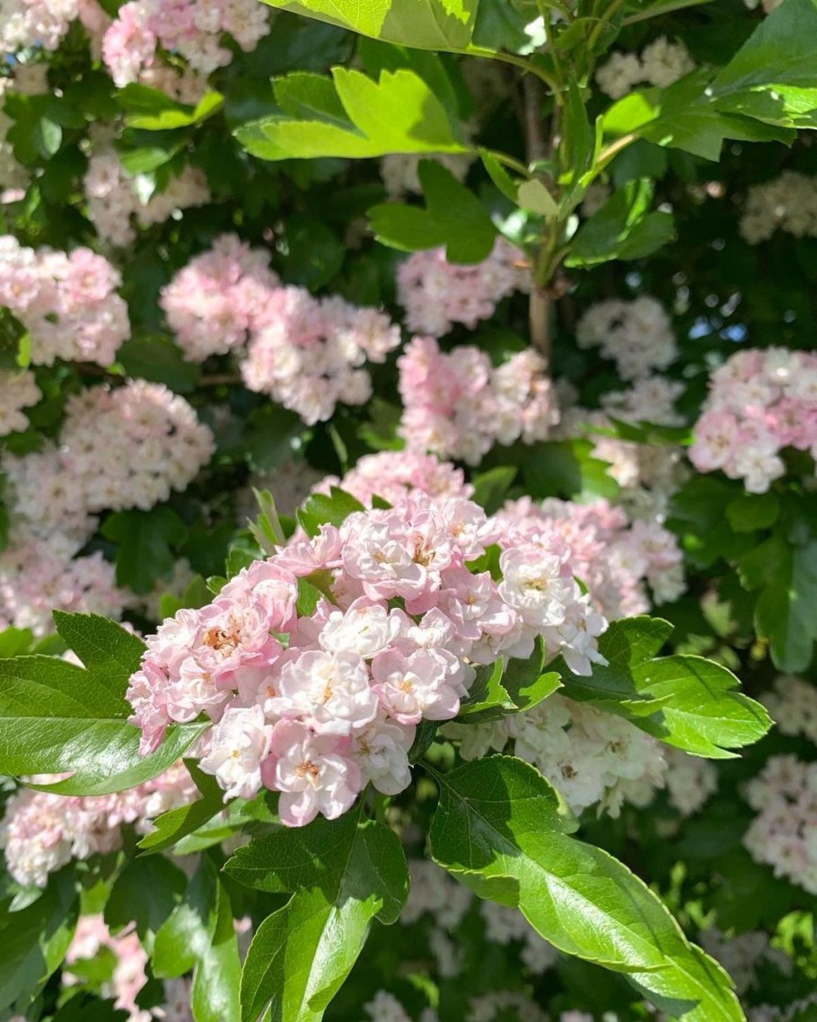 Боярышник Альба плена