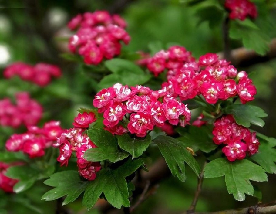 Боярышник Рубра плена