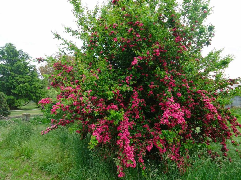 Боярышник laevigata 'Paul's Scarlet'