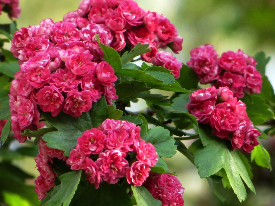 Боярышник Пауль Скарлет