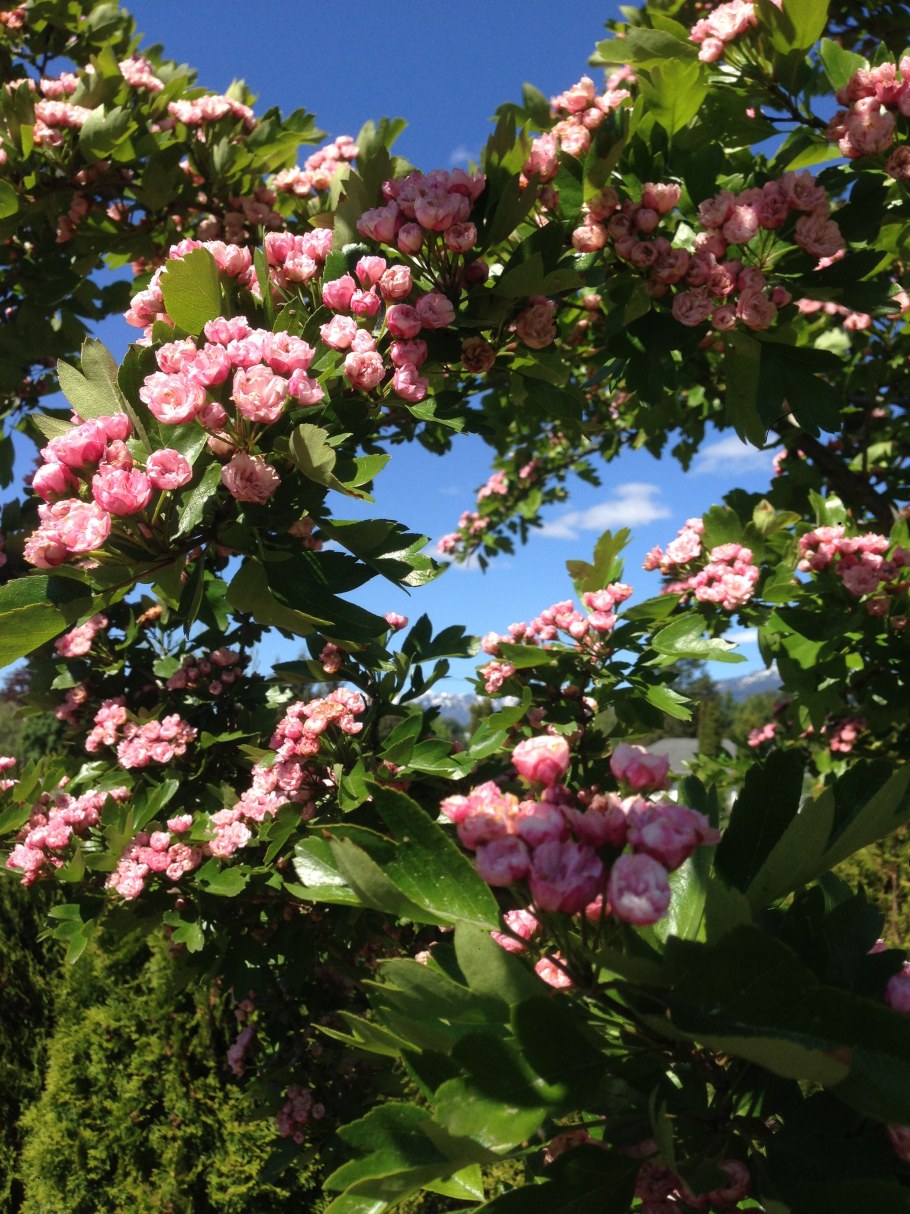 Боярышник морденский Toba (Тоба)