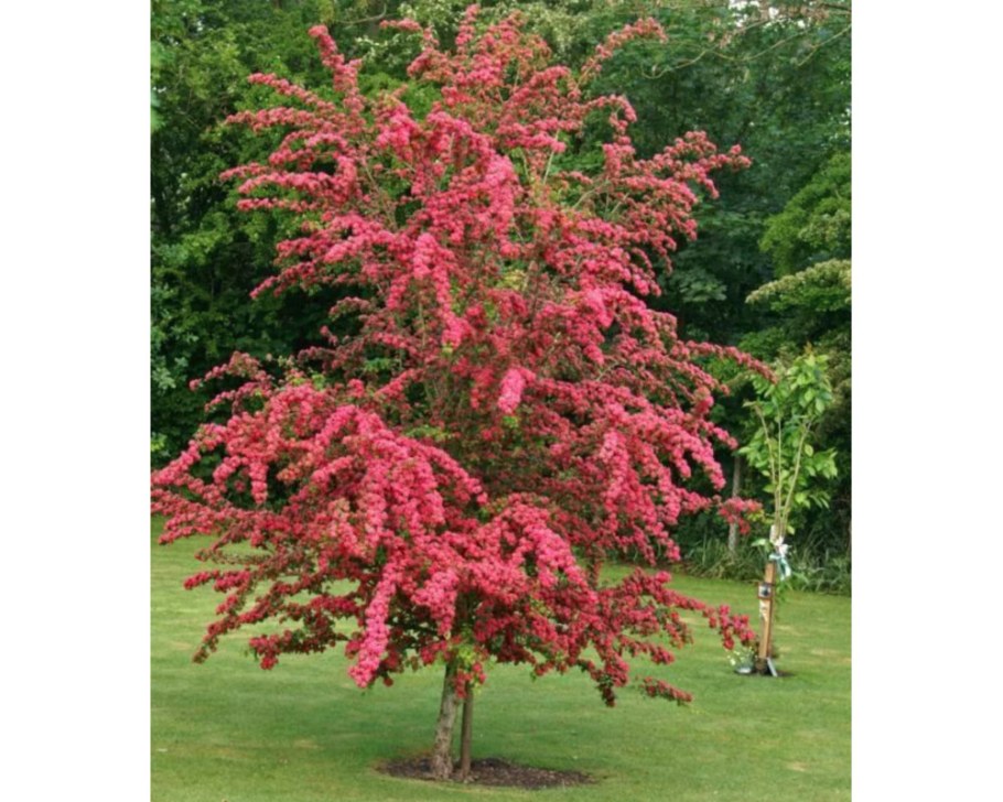 Боярышник Пауль Скарлет