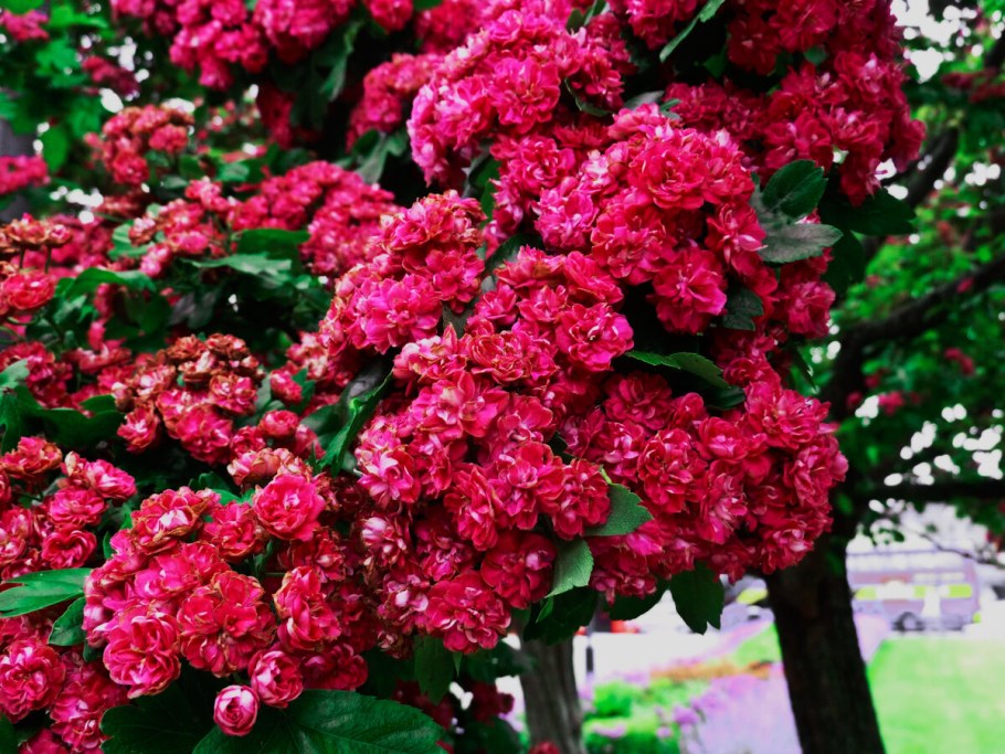 Боярышник Пауэлл Скарлетт