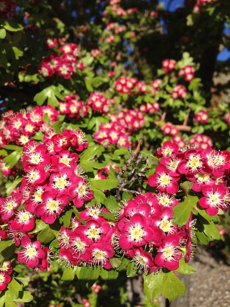 Боярышник обыкновенный Кримсон Клауд