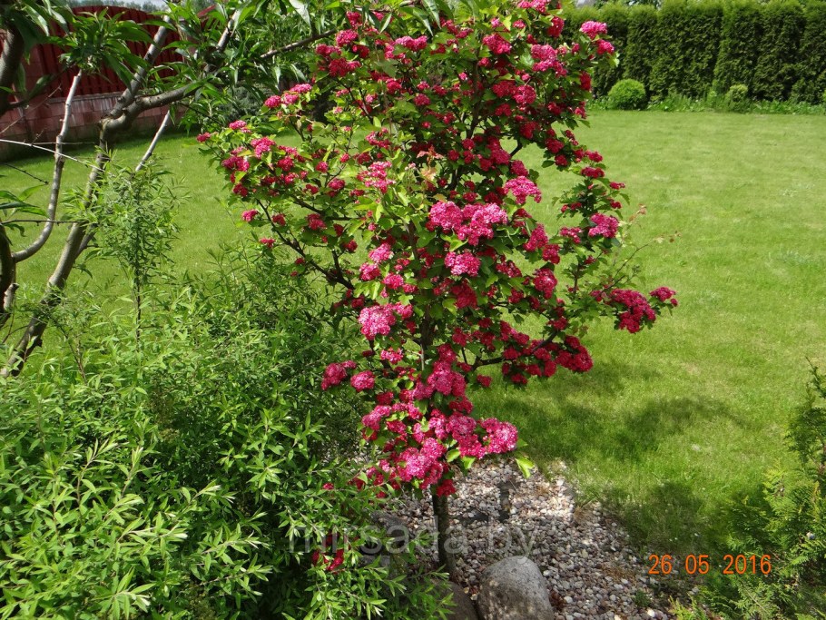 Боярышник колючий Paul&#96;s Scarlet