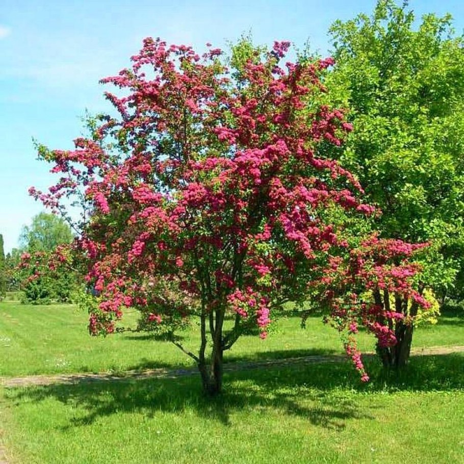 Боярышник обыкновенный Paul Scarlet