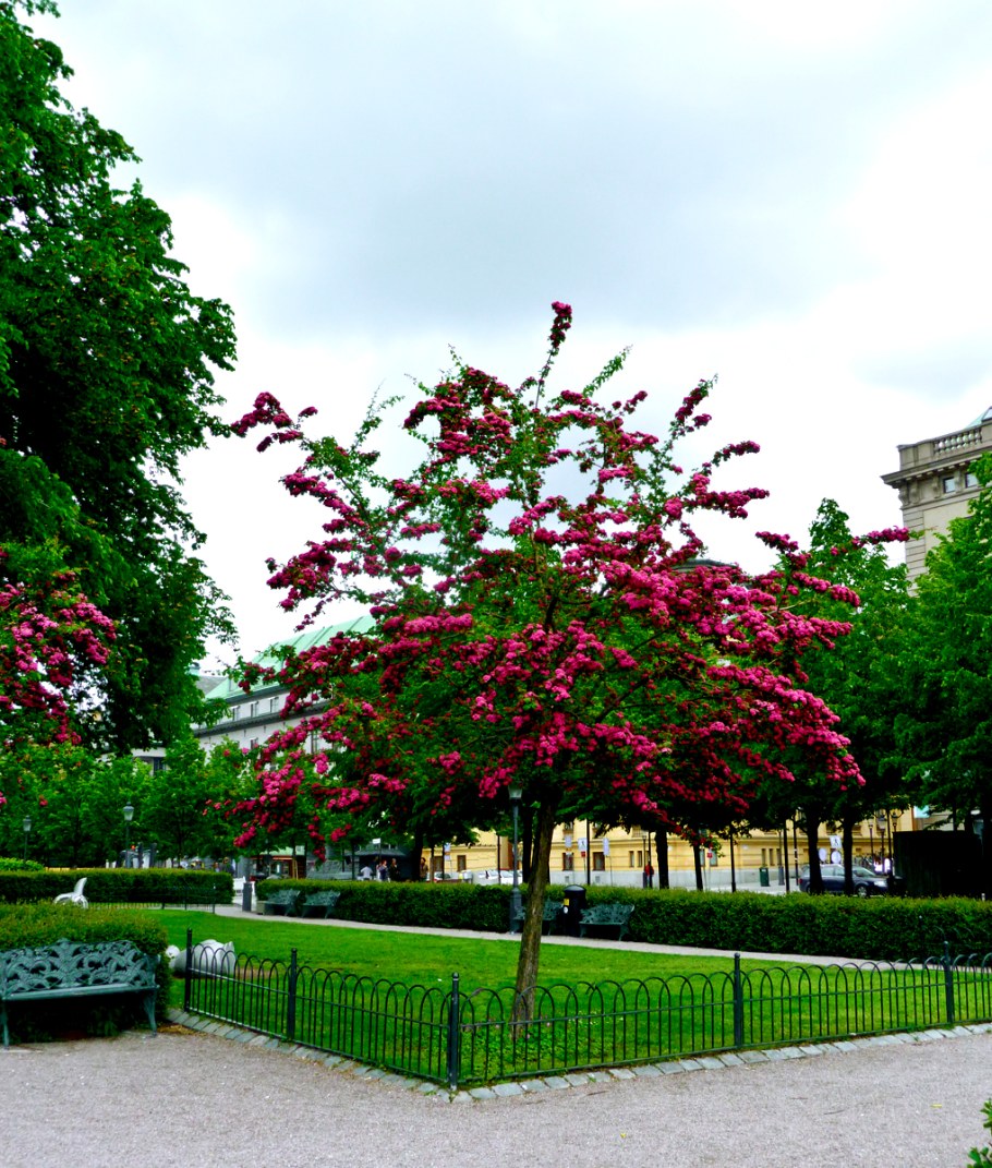 Боярышник обыкновенный Пауль Скарлет