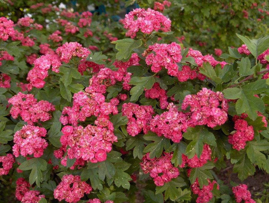 Боярышник обыкновенный пол Скарлет