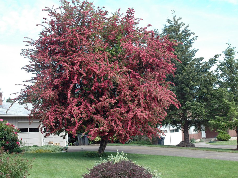 Боярышник Пауль Скарлет (Paul s Scarlet)