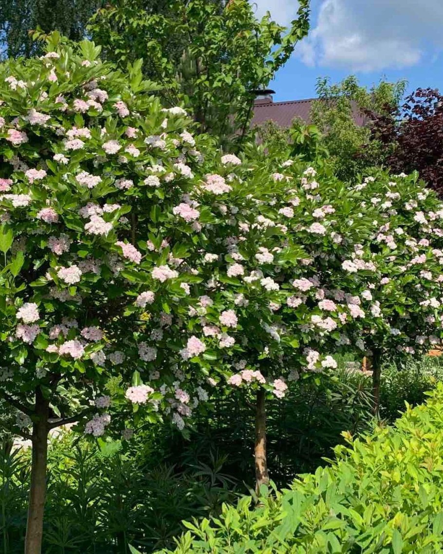 Боярышник Тоба зона зимостойкости