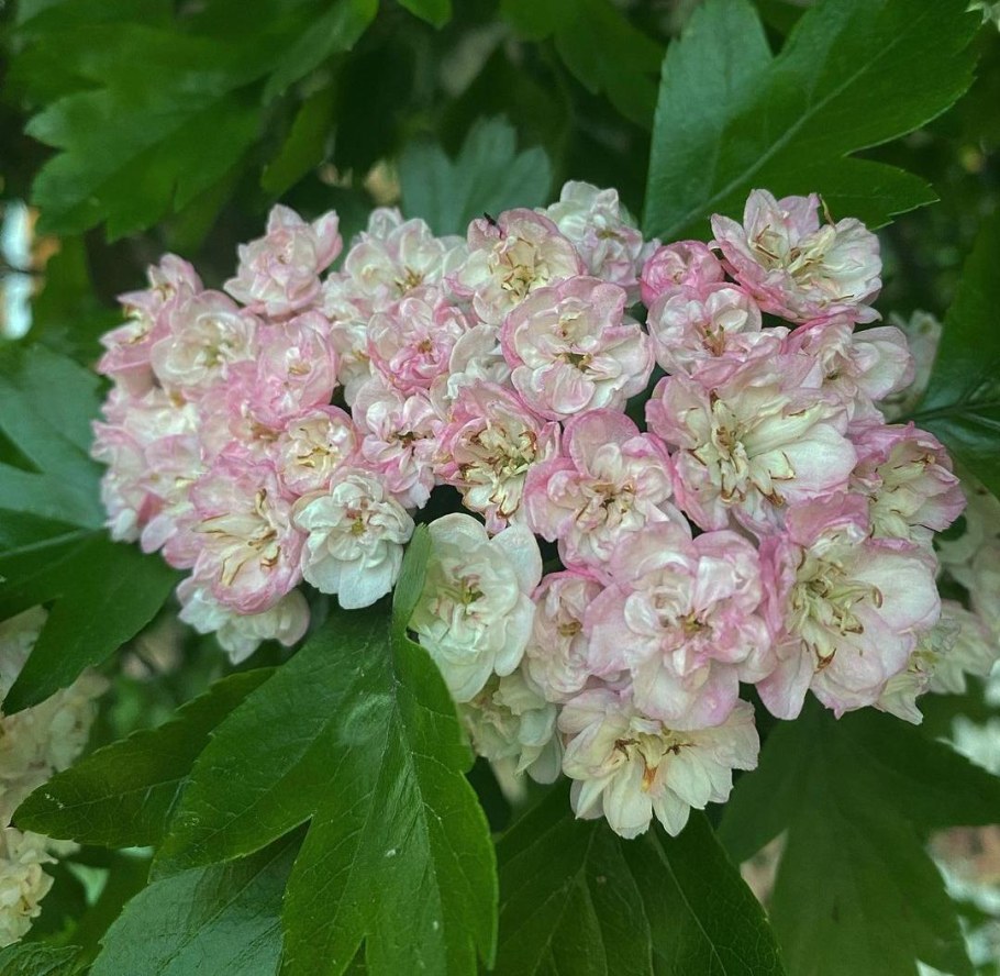 Боярышник морденский Toba (Тоба)