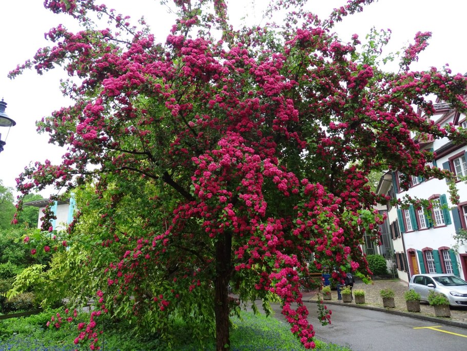 Боярышник обыкновенный Пауль Скарлет