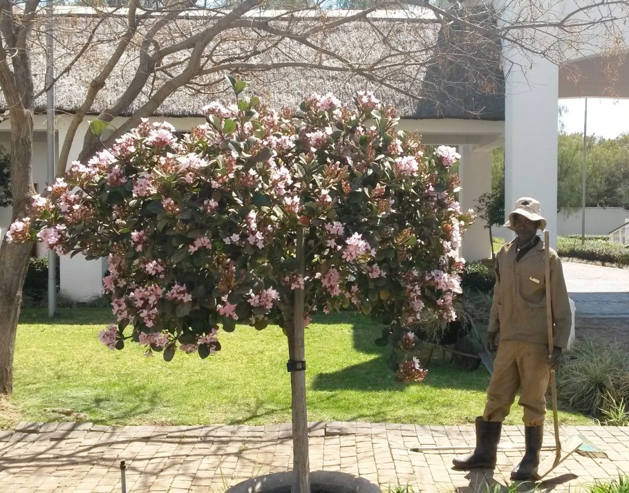 Боярышник куст формировка