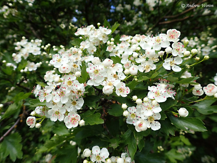 Боярышник обыкновенный куст