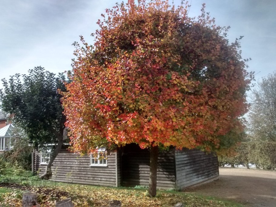 Боярышник сливолистный (Crataegus prunifolia)