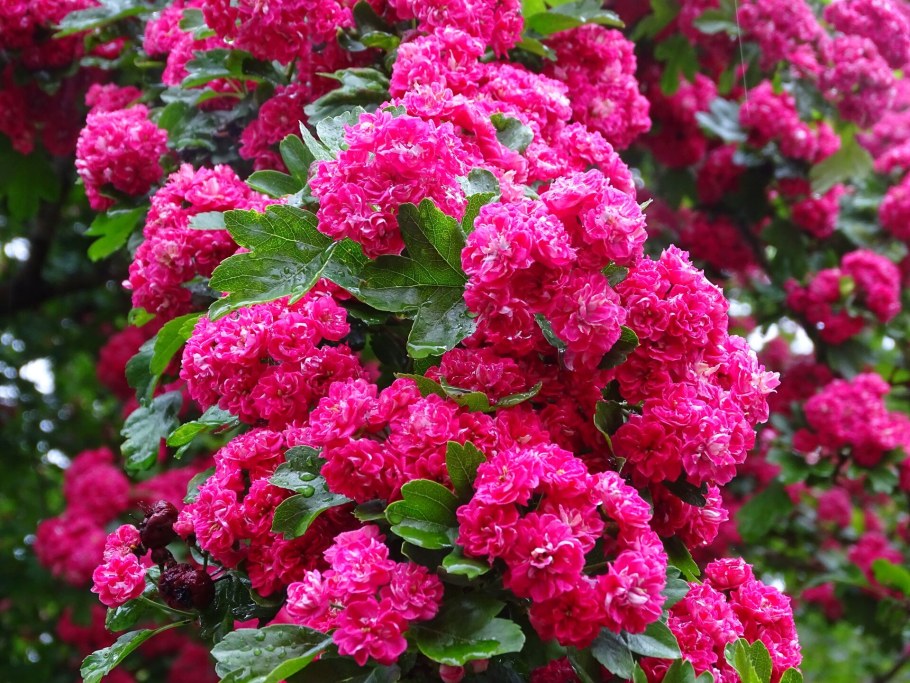 Боярышник розовоцветный