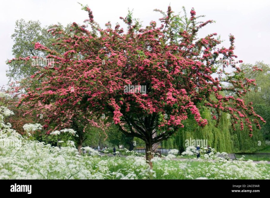 Боярышник Пауль Скарлет