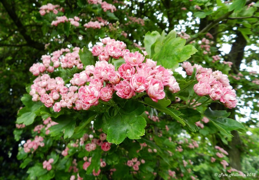 Боярышник обыкновенный Crataegus laevigata