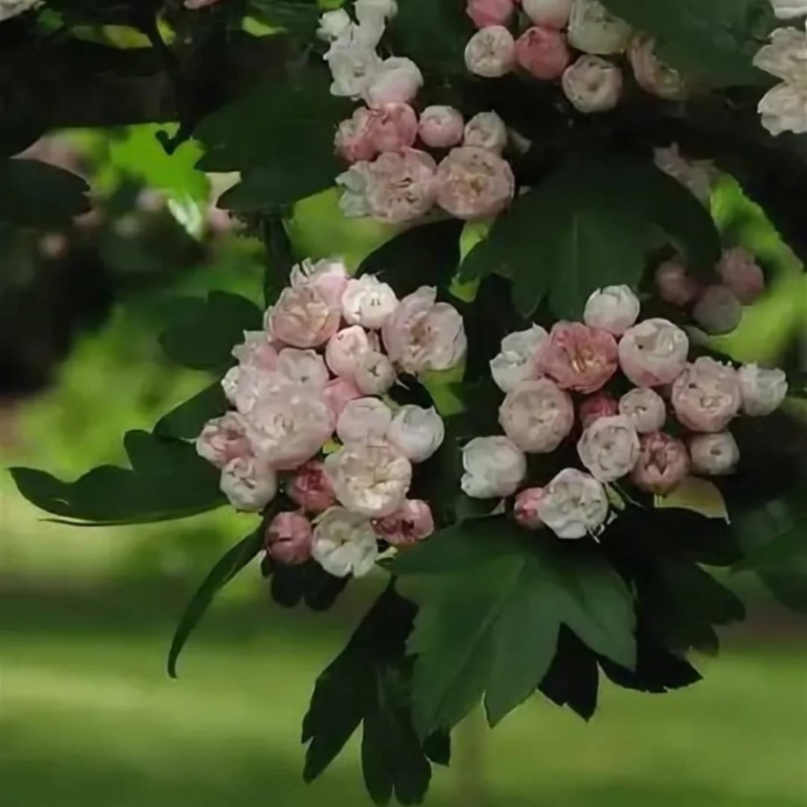 Боярышник морденский Тоба куст