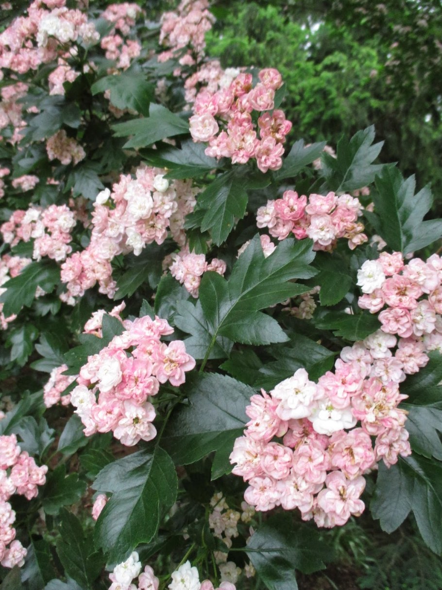 Боярышник морденский Тоба