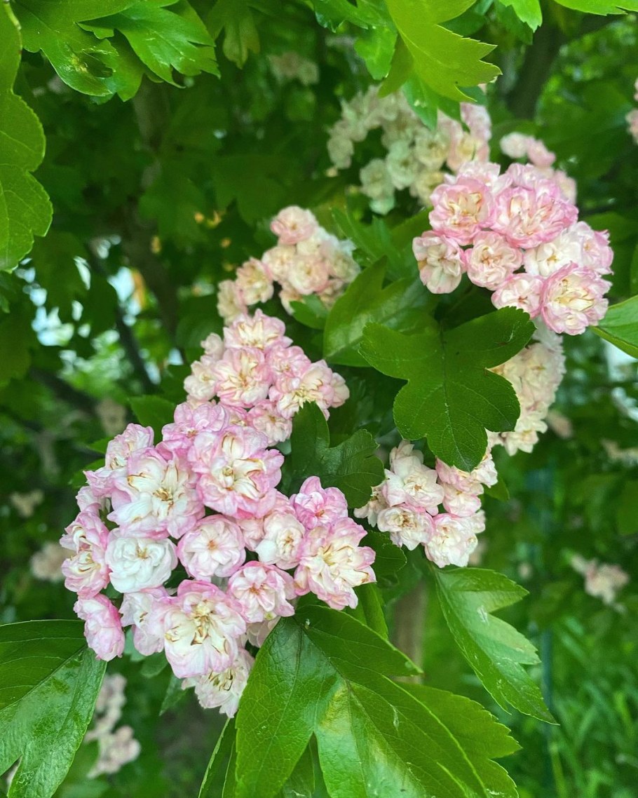 Боярышник Тоба