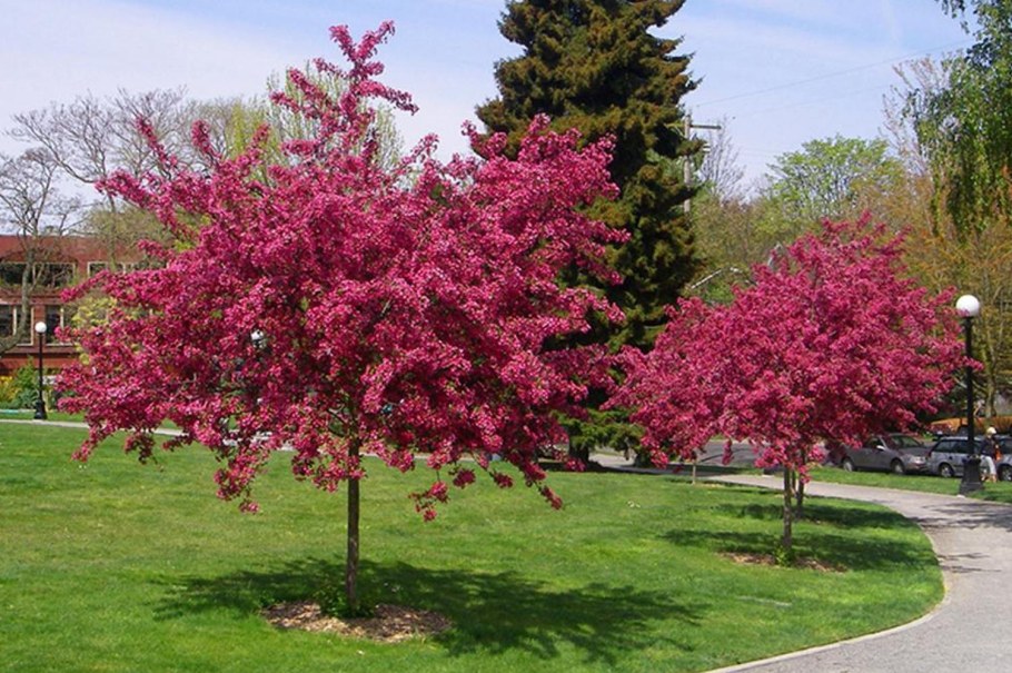 Боярышник колючий Paul&#96;s Scarlet