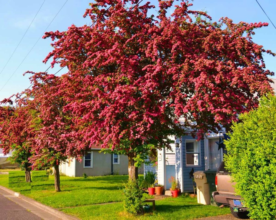 Боярышник однопестичный rubra Plena