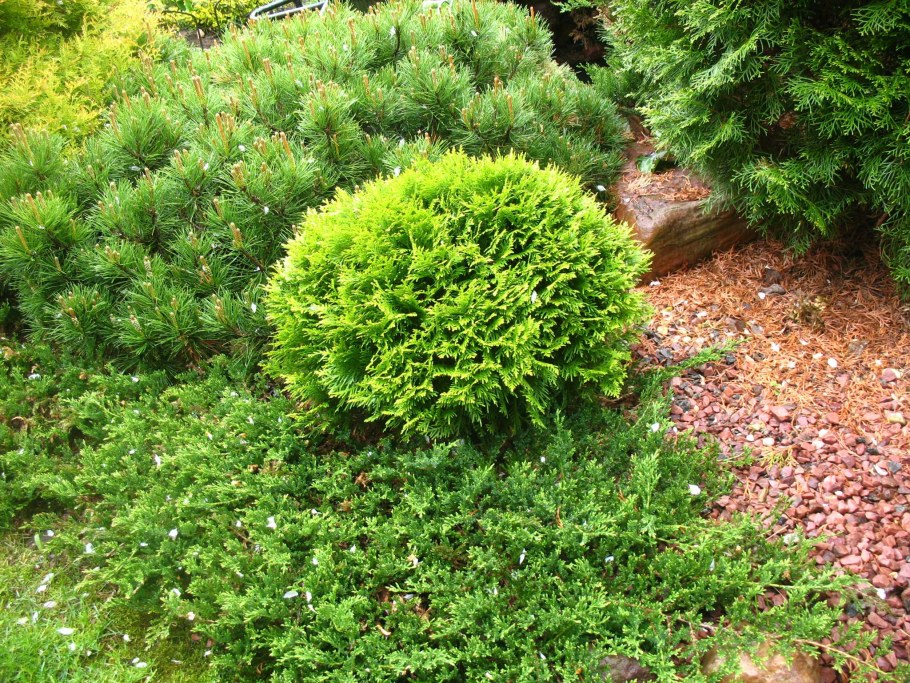 Туя Западная шаровидная Мириам
