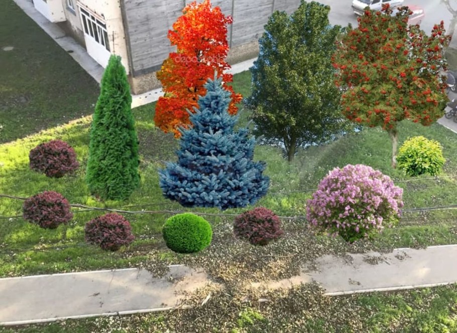 Туя Барбарис спирея