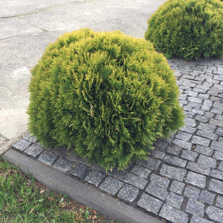 Туя Западная Мириам