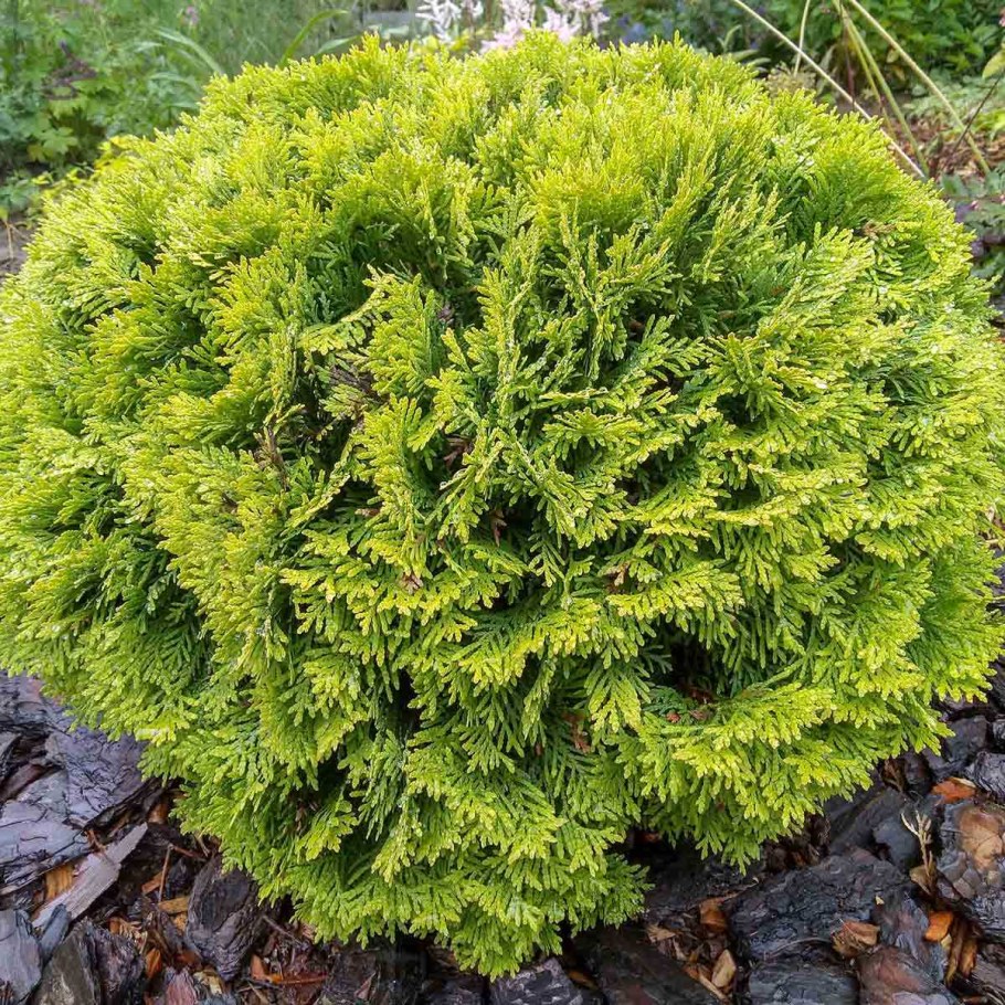 Туя Западная Даника