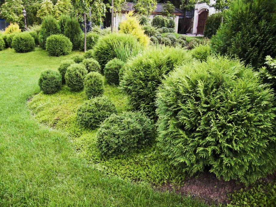 Туя Западная Даника