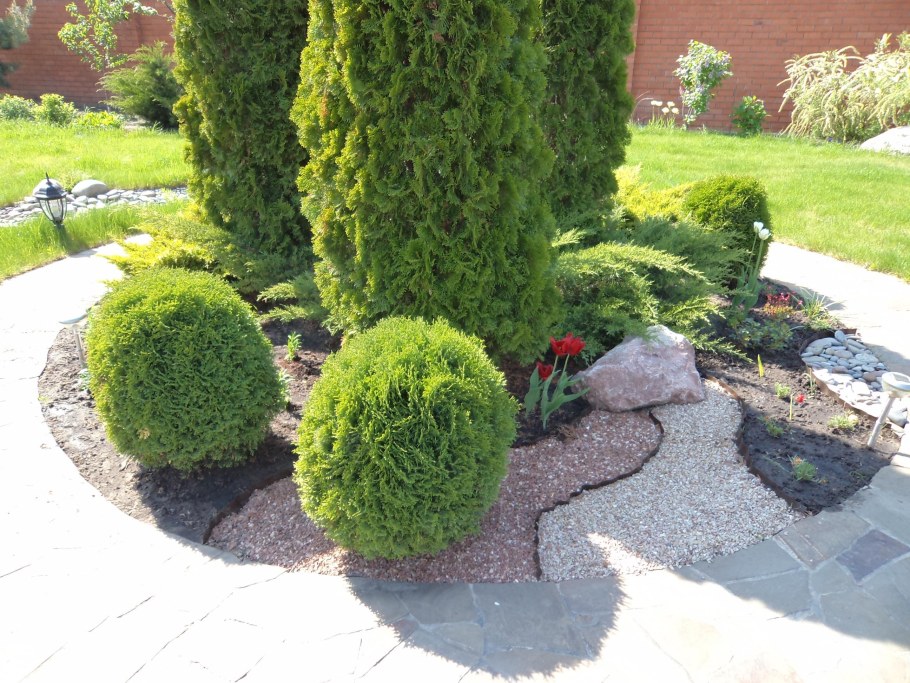 Туя Даника туя Смарагд