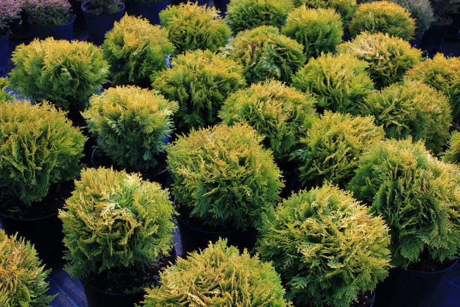 Туя шаровидная Мириам.