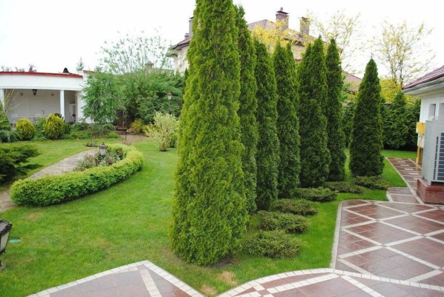 Туя колоновидная Смарагд