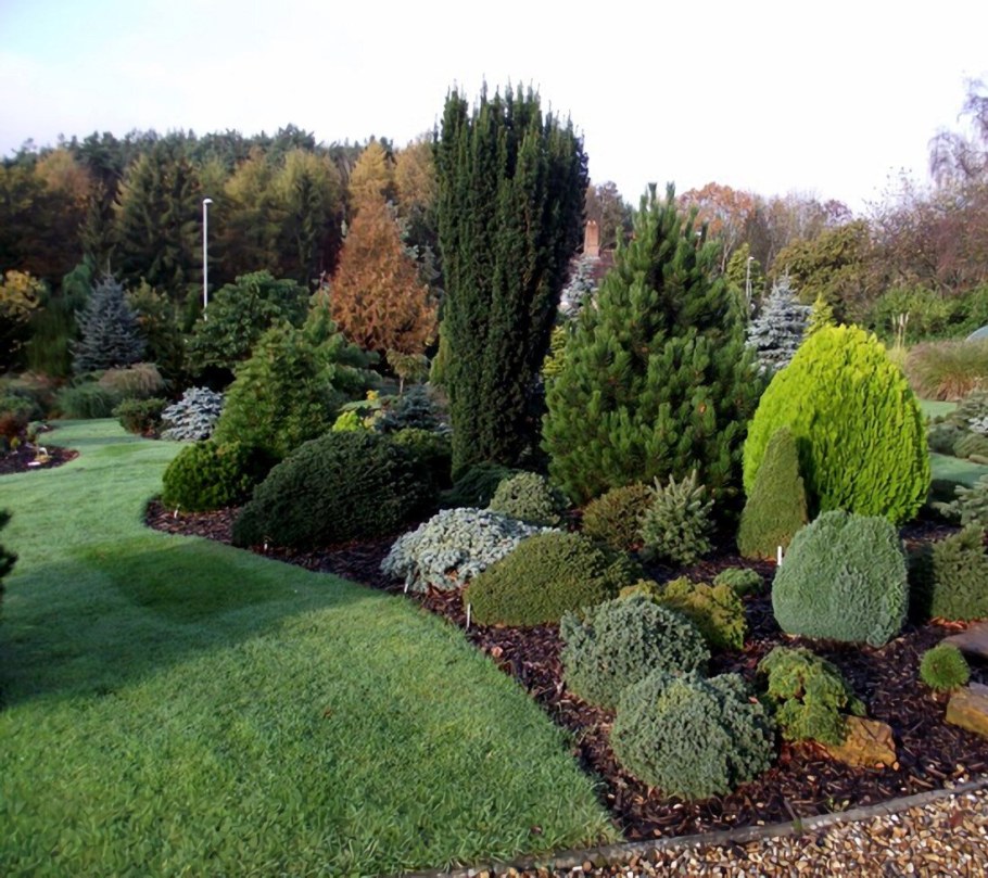 Миксбордер туя Тедди