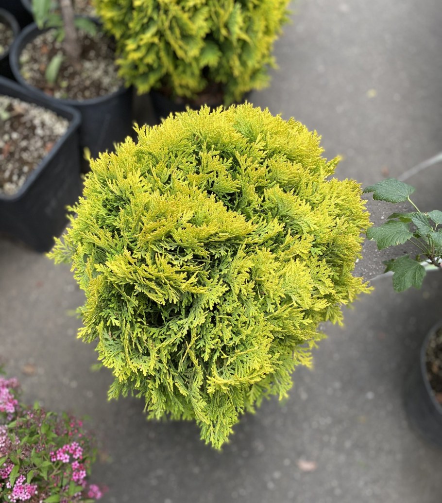 Туя Даника Ауреа