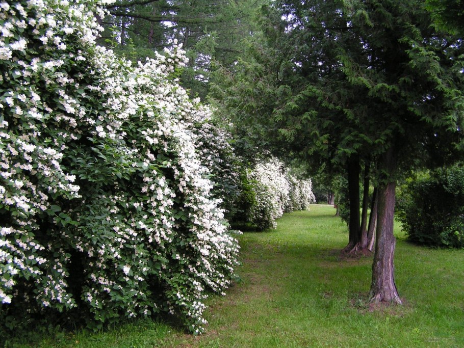 Живая изгородь Жасмин сирень