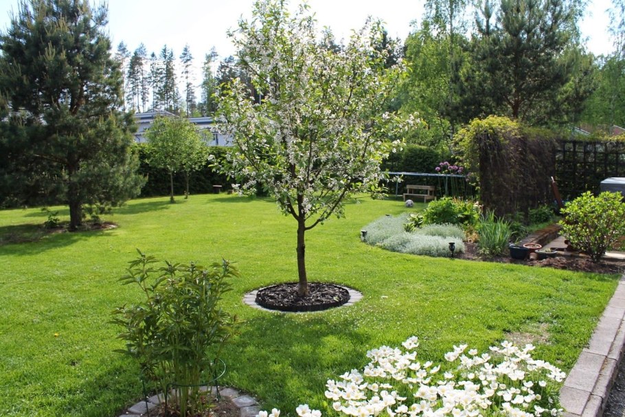 Дерен белый, пузыреплодник сирень береза