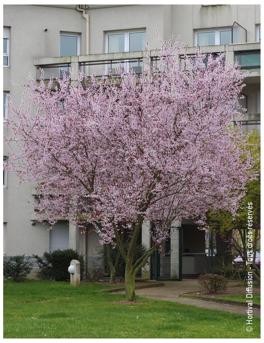 Слива вишнелистная Писсарда