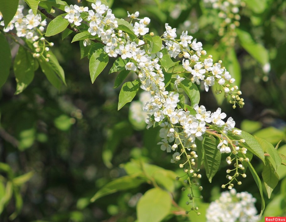 Черёмуха Маака