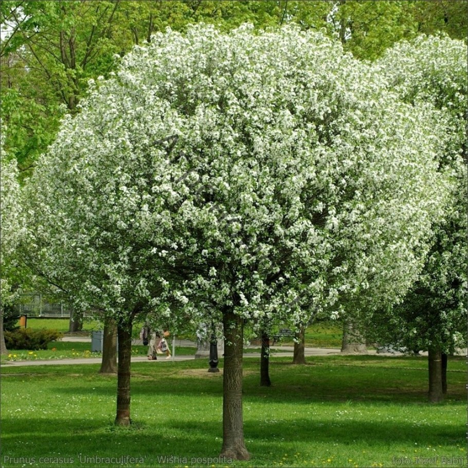 Вишня кустарниковая Глобоза