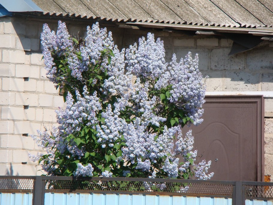 Сирень черемуха в саду