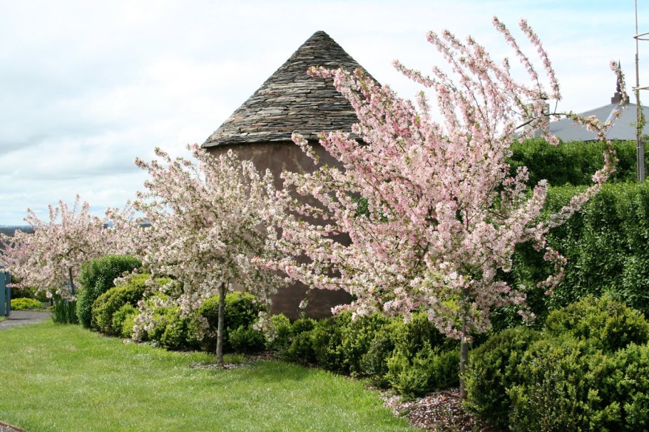 Миндаль трехлопастной на штамбе