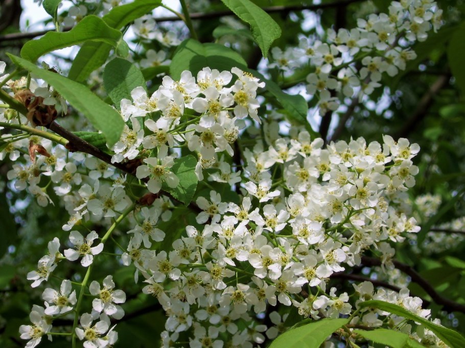 Черемуха Садовая