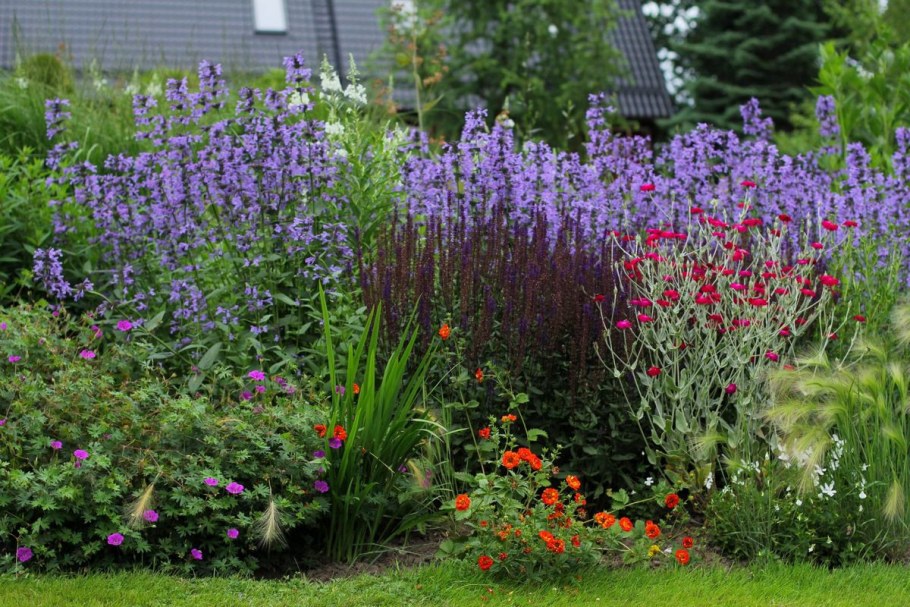 Сальвия мутовчатая